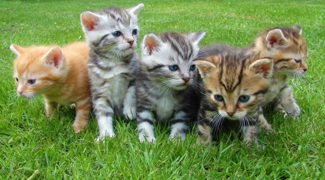 Tips for Building the Best Budget To Care for Your Pet