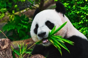 Panda bear eating  Panda bear eating